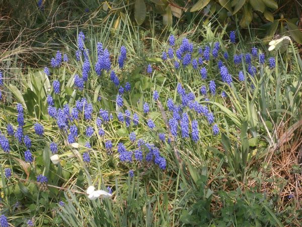 tour-jardin-2-avril-2013-036.JPG