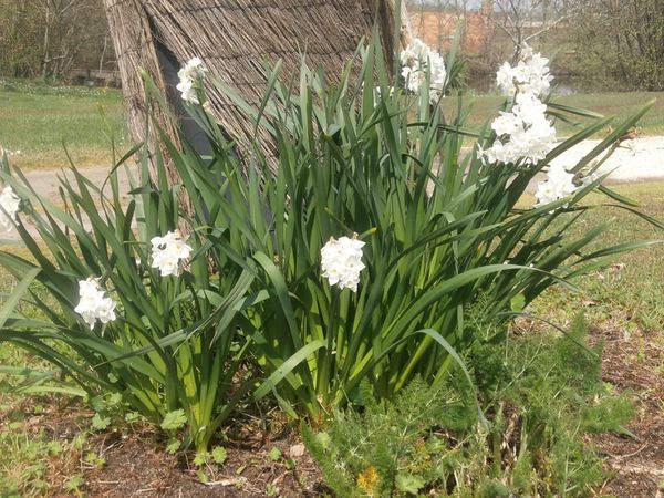tour-jardin-2-avril-2013-039.JPG