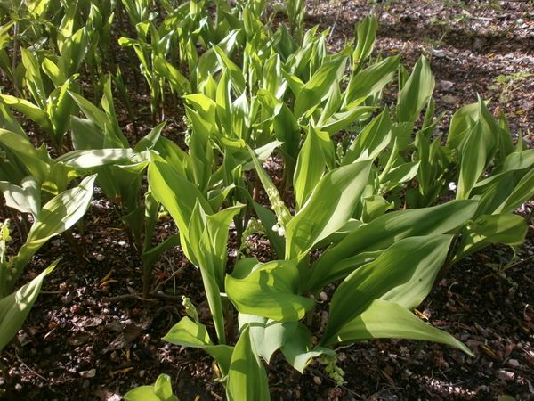 Moulin-jardin-21-avril-2012-057.JPG