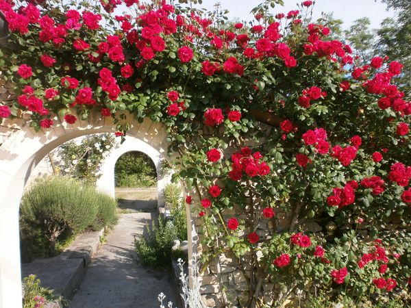 Cerises fleurs et cuisine fin mai 2012 018