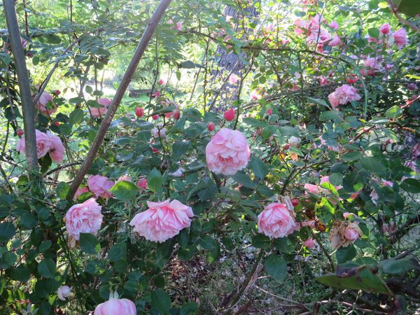 jardin roses du 22 mai 2014 095