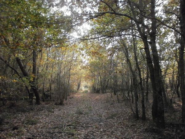 Foret 31 octobre 026