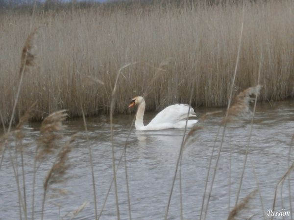 marais, estuaire, port 006