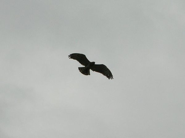 rapace 3