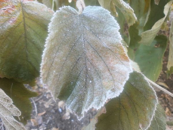 jardin-d-hiver-12-2013-018.JPG