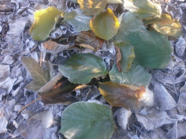 jardin-d-hiver-12-2013-020.JPG
