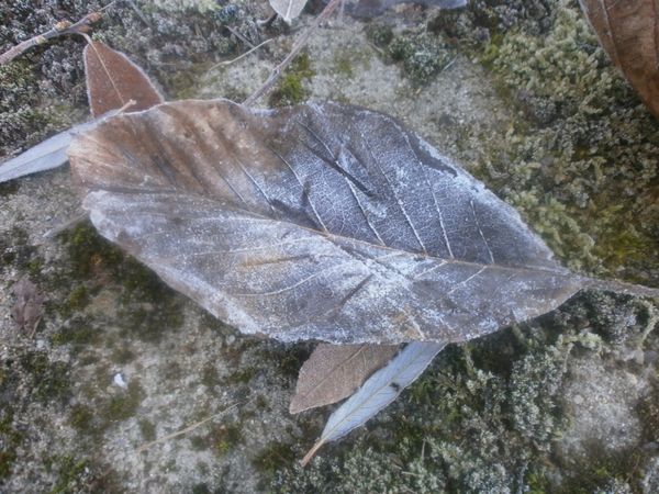 jardin-d-hiver-12-2013-034.JPG
