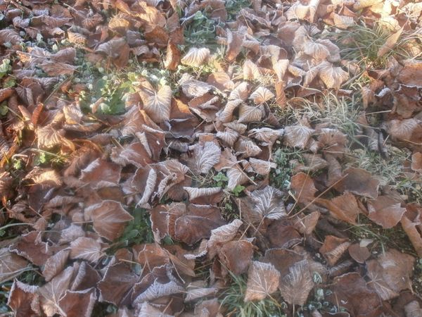 jardin-d-hiver-12-2013-096.JPG