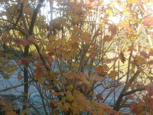 jardin-d-hiver-12-2013-117.JPG