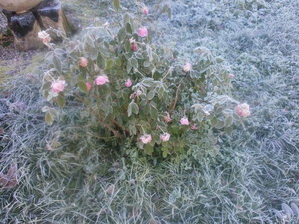jardin-d-hiver-12-2013-122.JPG