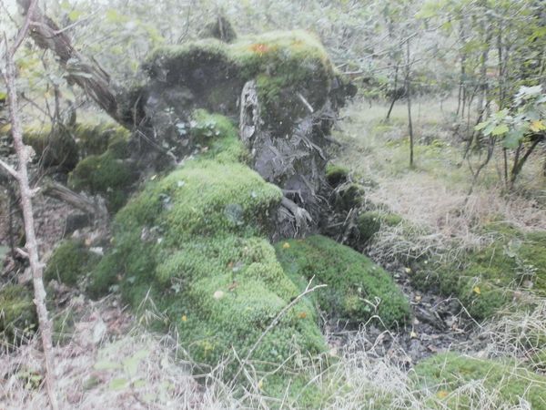 mousse-des-bois-004.JPG
