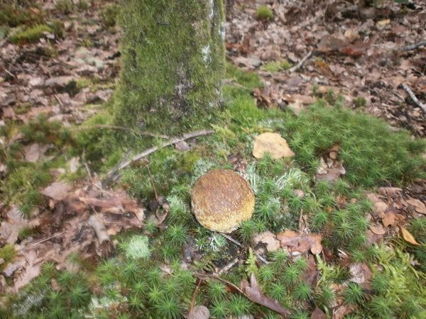 mousse-des-bois-006.JPG