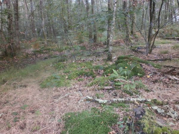 mousse-des-bois-007.JPG