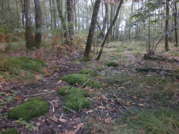 mousse-des-bois-008.JPG