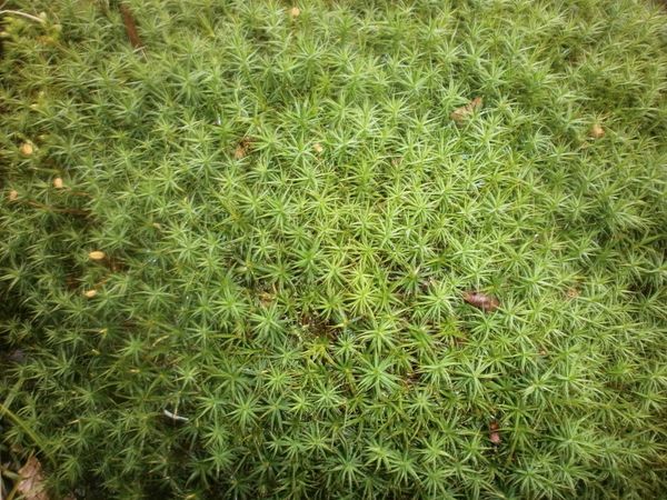 mousse-des-bois-014-copie-1.JPG
