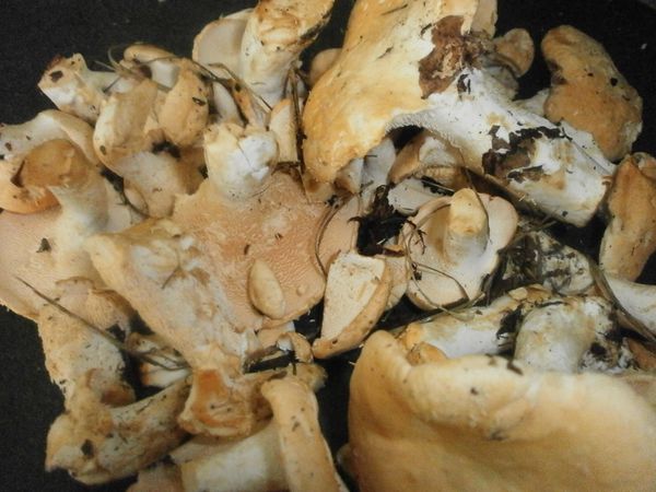 champignons-n-2-063.JPG