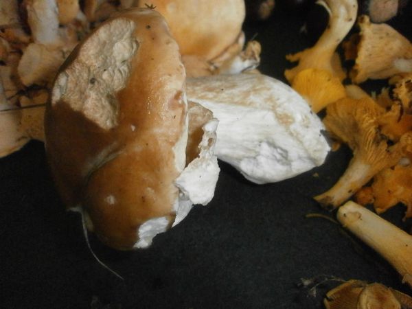 champignons-n-2-064.JPG