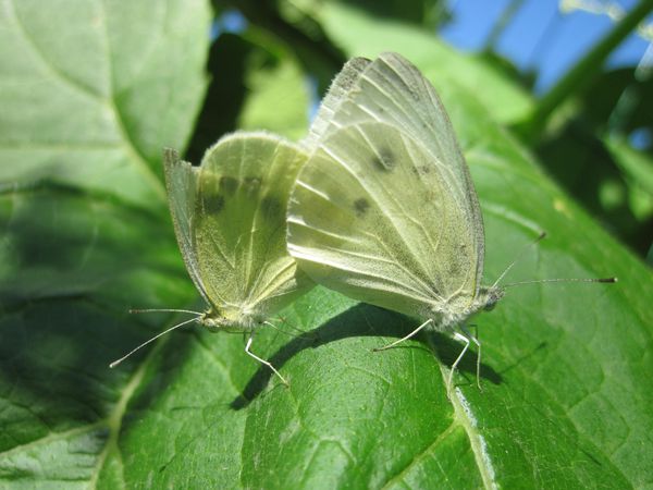 papillon-pieride--accouplement--2-.JPG