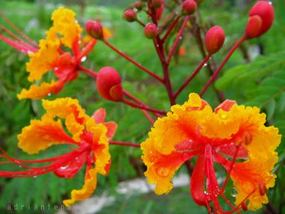 floresdefuego.jpg