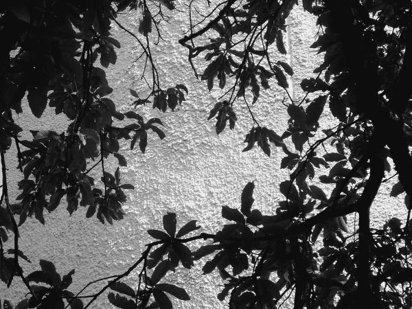 DSCF5747