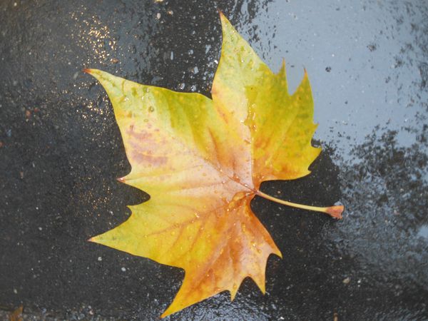 DSCN0919.JPG