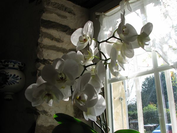 Orchidee 7222 (1280x960)