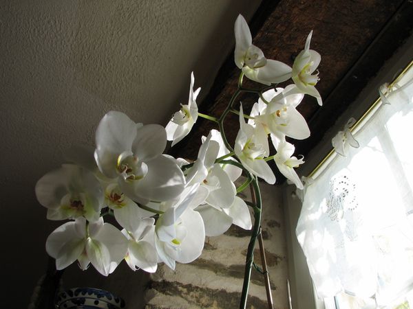 Orchidee 7224 (1280x960)