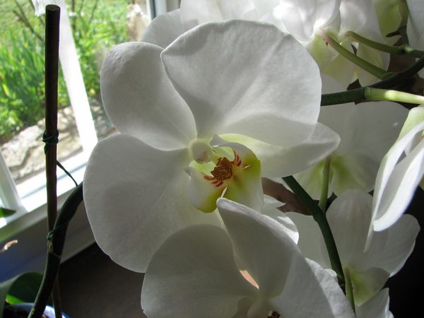 Orchidee 7227 (1280x960)