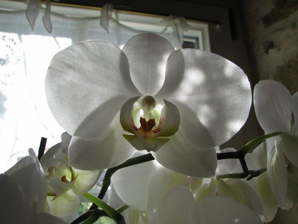 Orchidee 7228 (1280x960)