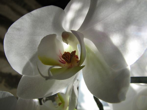 Orchidee 7231 (1280x960)
