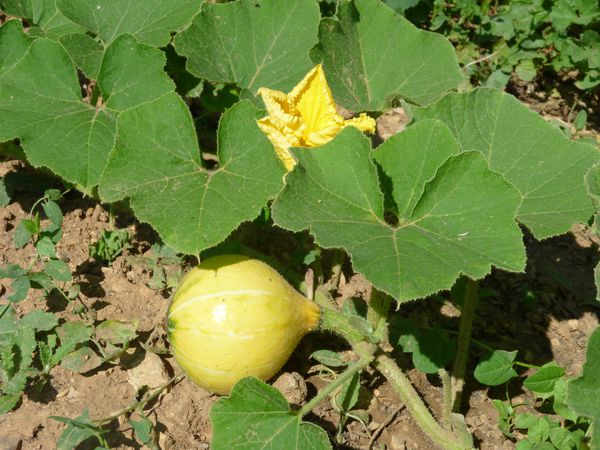 Permaculture-050-copie-1.jpg