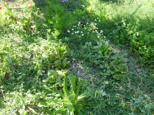 Permaculture-218.jpg