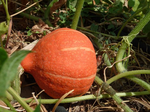 Permaculture-324.jpg