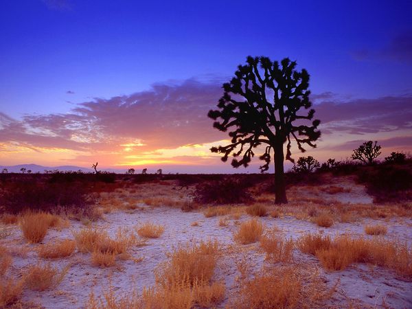 Joshua-Tree-Sunset--Mojave-Desert.jpg