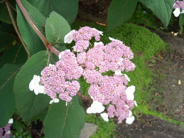 hydrangea-aspera--fleur-.JPG