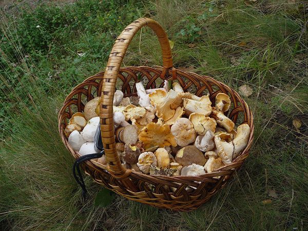800px-Edible_fungi_in_basket_2009_G1.jpg