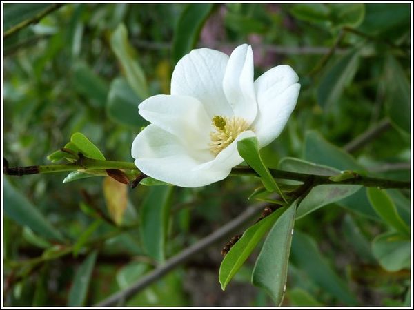 michelia-yunnanensis-magnolia-1.jpg