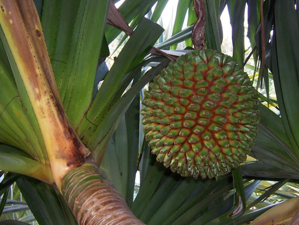 Pandanus utilis fruit