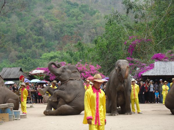 Eléphants assis