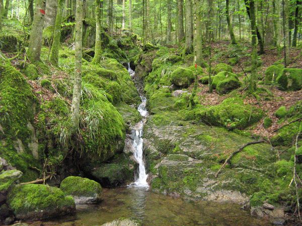 forêt vosgienne (3)