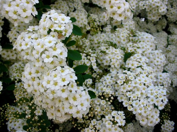 Fleurs blanches-10