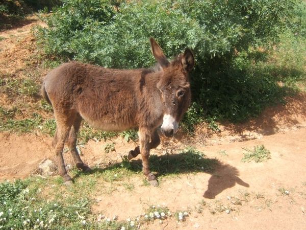 Qui-veut-de-moi--j-habite-le-village-de-Dormillouse.jpg