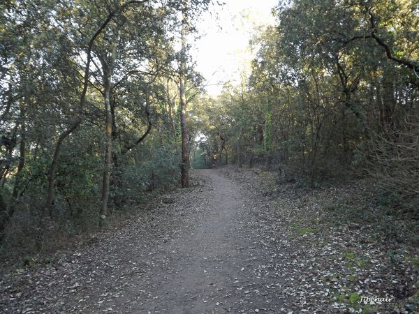 DSCF0350-copie.jpg