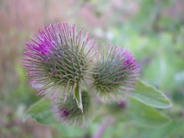 Bardane à petites têtesPetite bardane (Arctium minus (Hill) Bernh