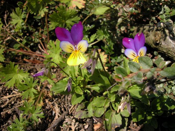 Pensée sauvage (Viola tricolor L.)
