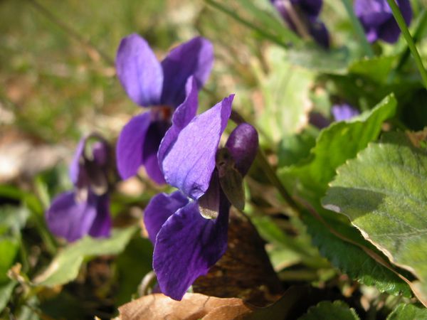 Violette odorante (Viola odorata L.) (2)