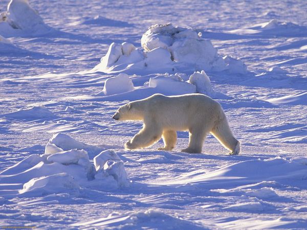 ours-polaire-canada.jpg