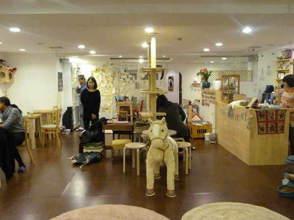 Hello Korea - Cat Cafe 15
