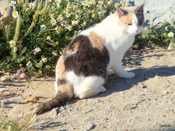R01---Le-chat.JPG