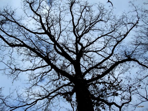 x02 branches et ciel